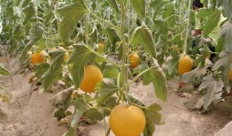 吃瓜炸裂,揭秘娱乐圈幕后真相