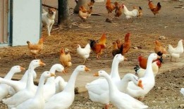 17吃瓜fun 网红大鹅,17吃瓜fun的趣味演绎